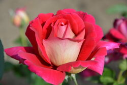 Роза чайно-гибридная Кроненбург (бордовый с золотым реверсом) 2 л bn